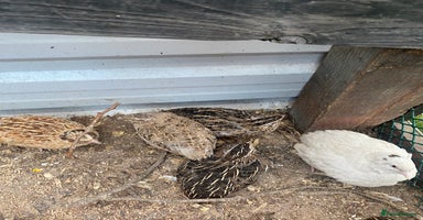 Quail poultry - Advert 5