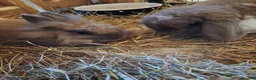 Mini Lop rabbits for sale: Bonded, Loving Pair of Mini Lop Male Rabbits - Advert 9