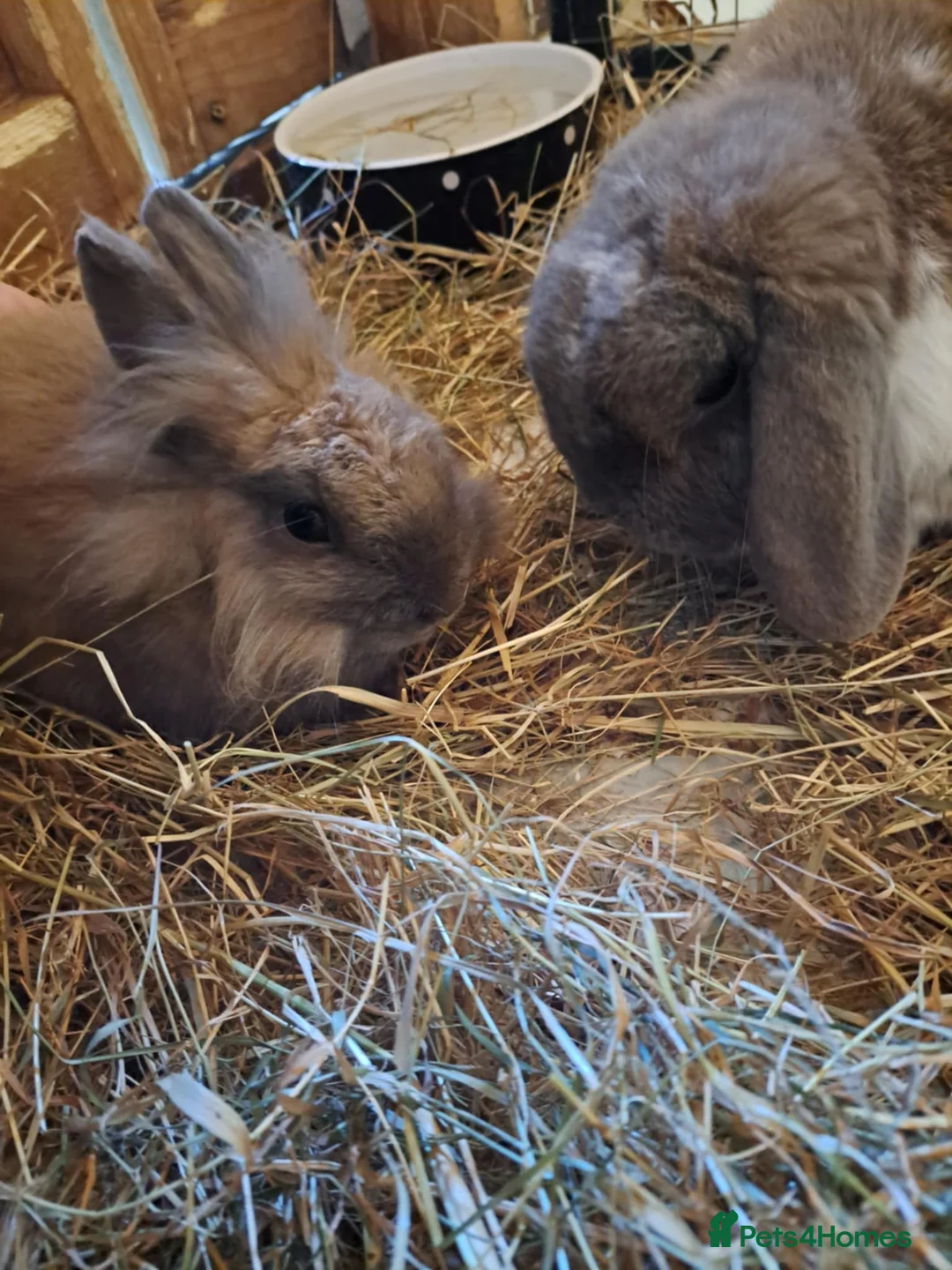 Mini Lop rabbits for sale: Bonded, Loving Pair of Mini Lop Male Rabbits - Advert 9