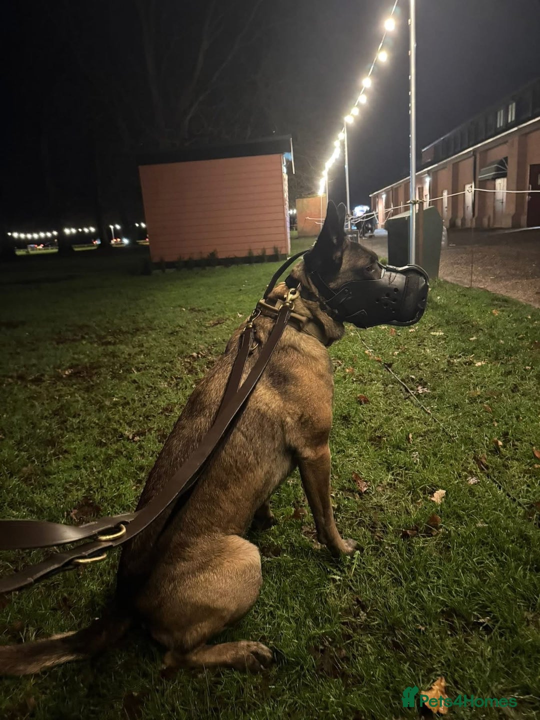 Belgian Shepherd Dog dogs for sale: Top working bloodline belgian malinois puppies - Advert 30
