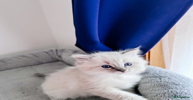Ragdoll cats - Advert 3