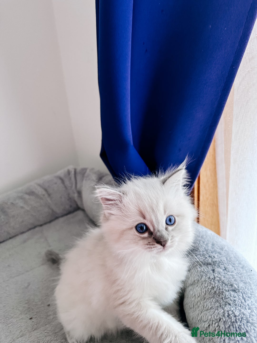 Ragdoll cats for sale: Gorgeous Ragdoll Lynx Girls!  - Image 3