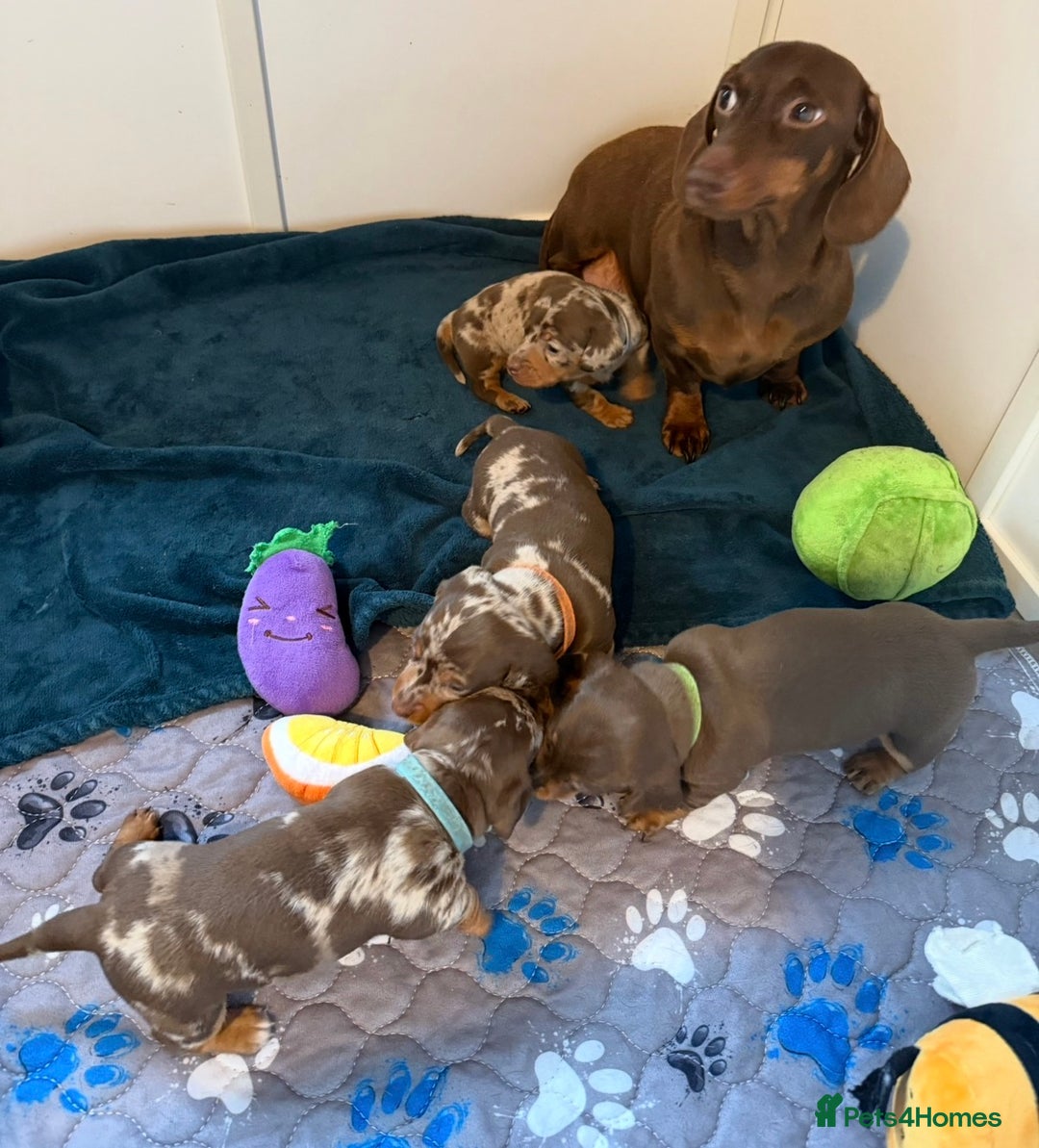 Miniature Dachshund dogs for sale: Chocolate & Dapple KC Miniature Dachshund Puppies - Advert 6