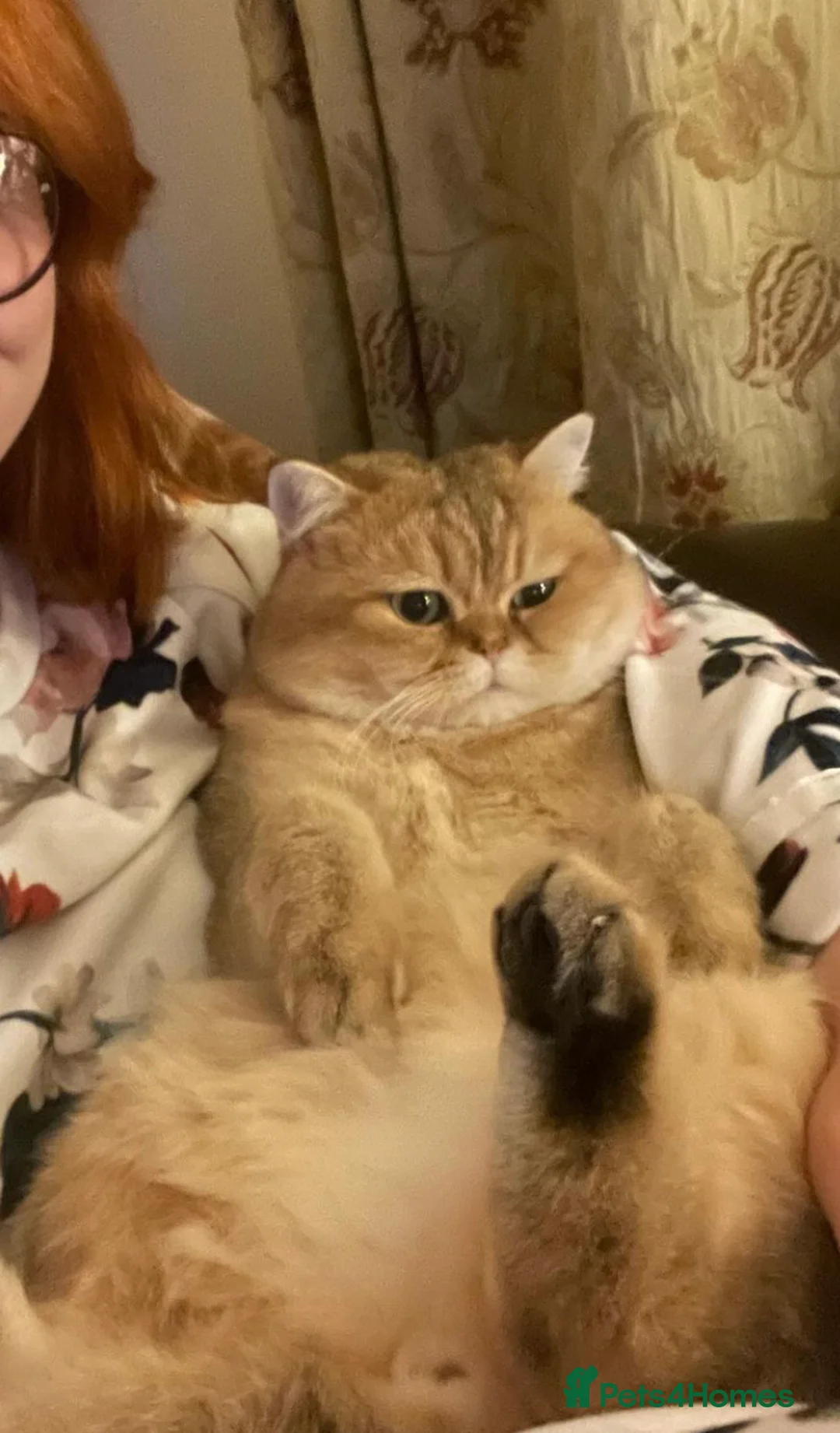 British Shorthair cats for stud: Love Bug NY12 for Stud Duties ONLY in Alton - Advert 2