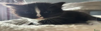 Mixed Breed Kitten 1