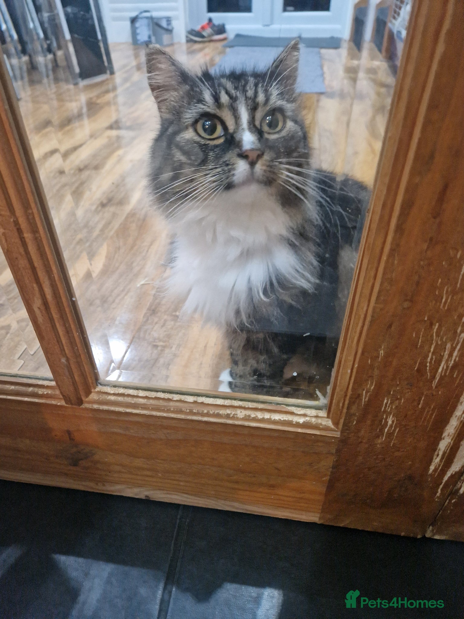 Mixed Breed cats Cat needing new home. - Advert 6