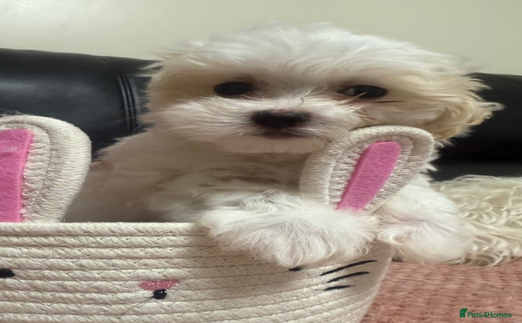 Maltese dogs - Advert 3