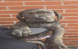 Cane Corso dogs for sale: CLOSING ADVERT ONCE REVIEWS ARE MADE - Advert 19