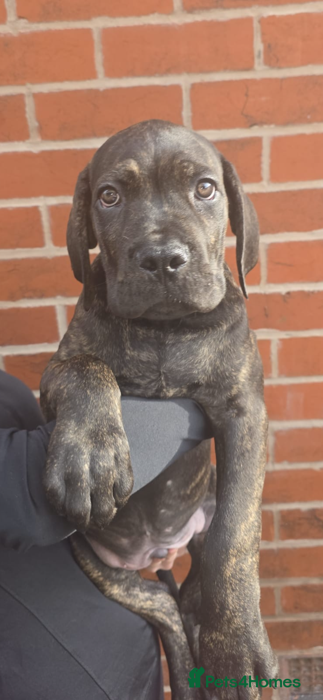Cane Corso dogs for sale: CLOSING ADVERT ONCE REVIEWS ARE MADE - Advert 19