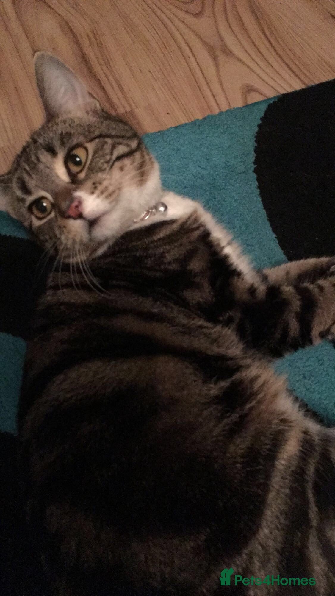 Domestic Shorthair cats Cat needing loving home. - Advert 2