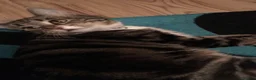 Domestic Shorthair cats for sale: Cat needing loving home. - Advert 1