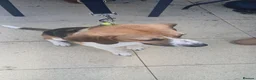 Mixed Breed dogs for sale: Male beagle maybe cross for rehoming  - Advert 4