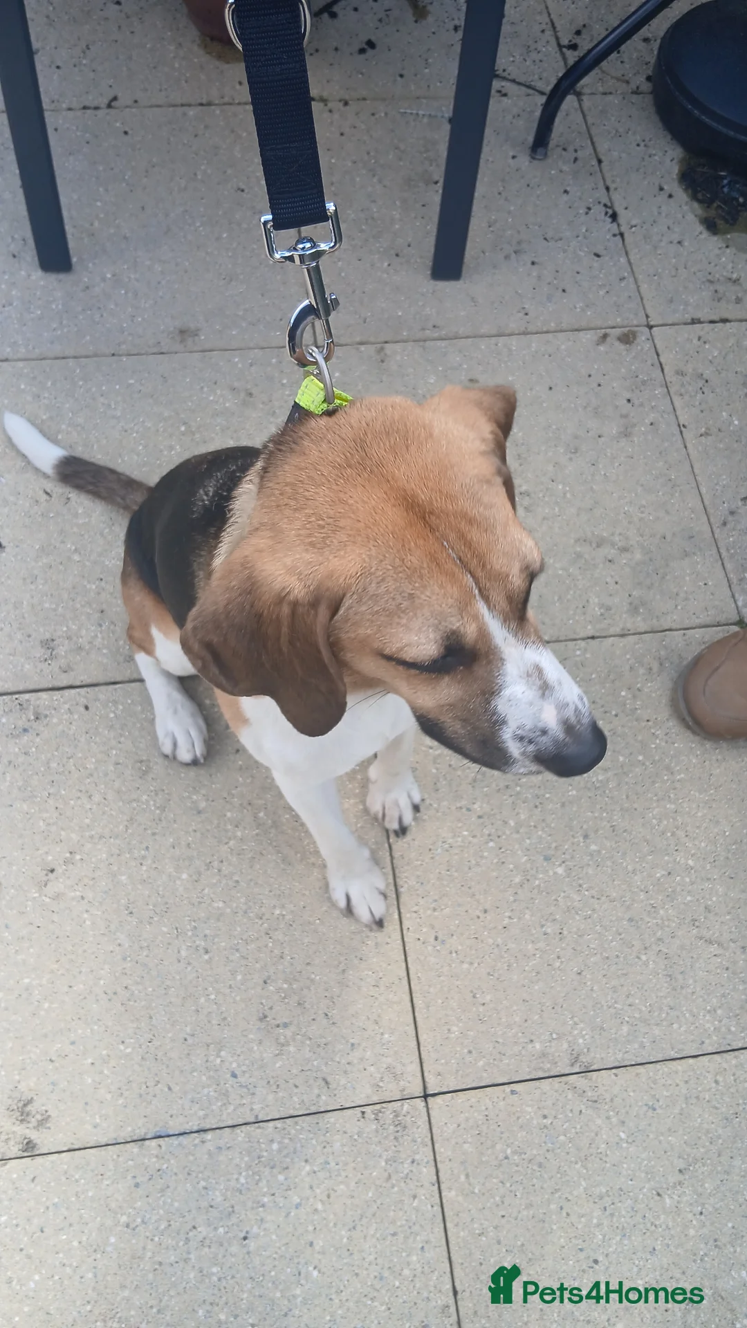 Mixed Breed dogs for sale: Male beagle maybe cross for rehoming  - Advert 4