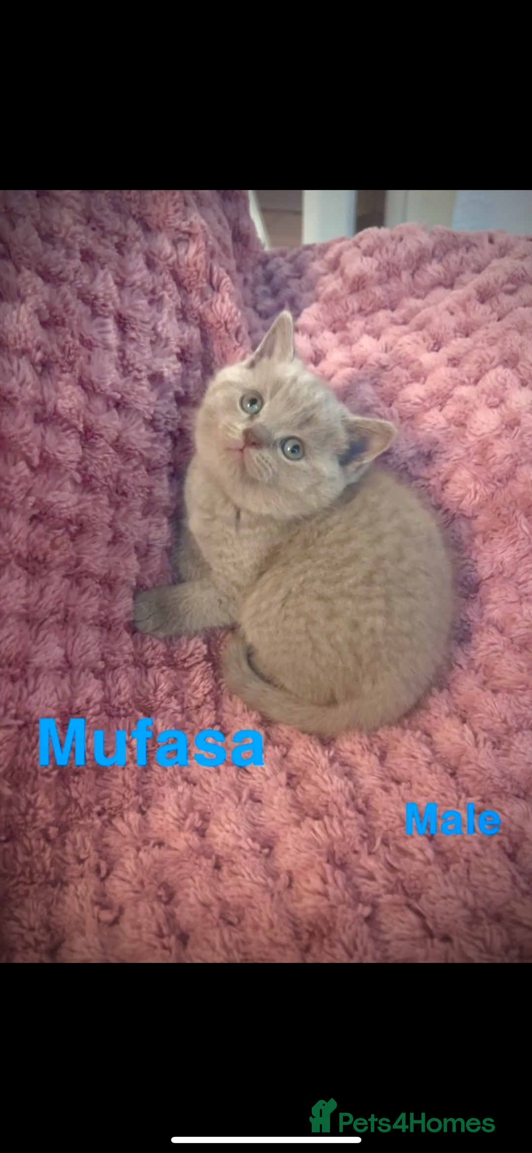 British Shorthair cats for sale: British shorthair kittens - Advert 5