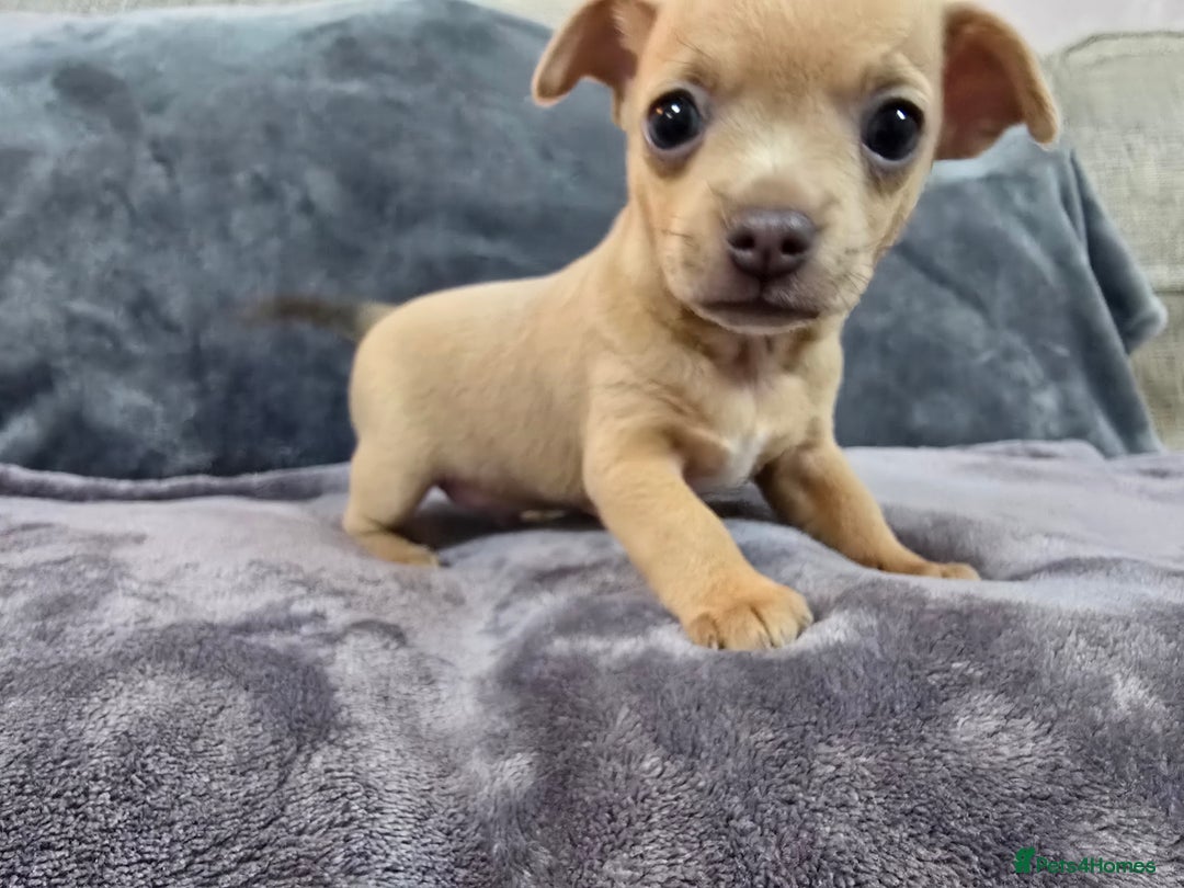 Chihuahua dogs for sale: Chihuahua pedigree pups. Not KC. - Image 8