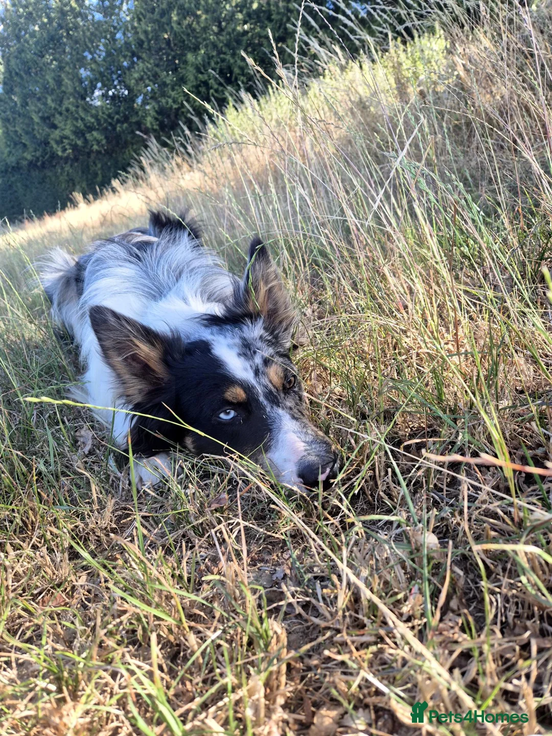 Border Collie dogs for stud: Tri Merle FULLY health tested KC & ISDS Registered - Advert 5
