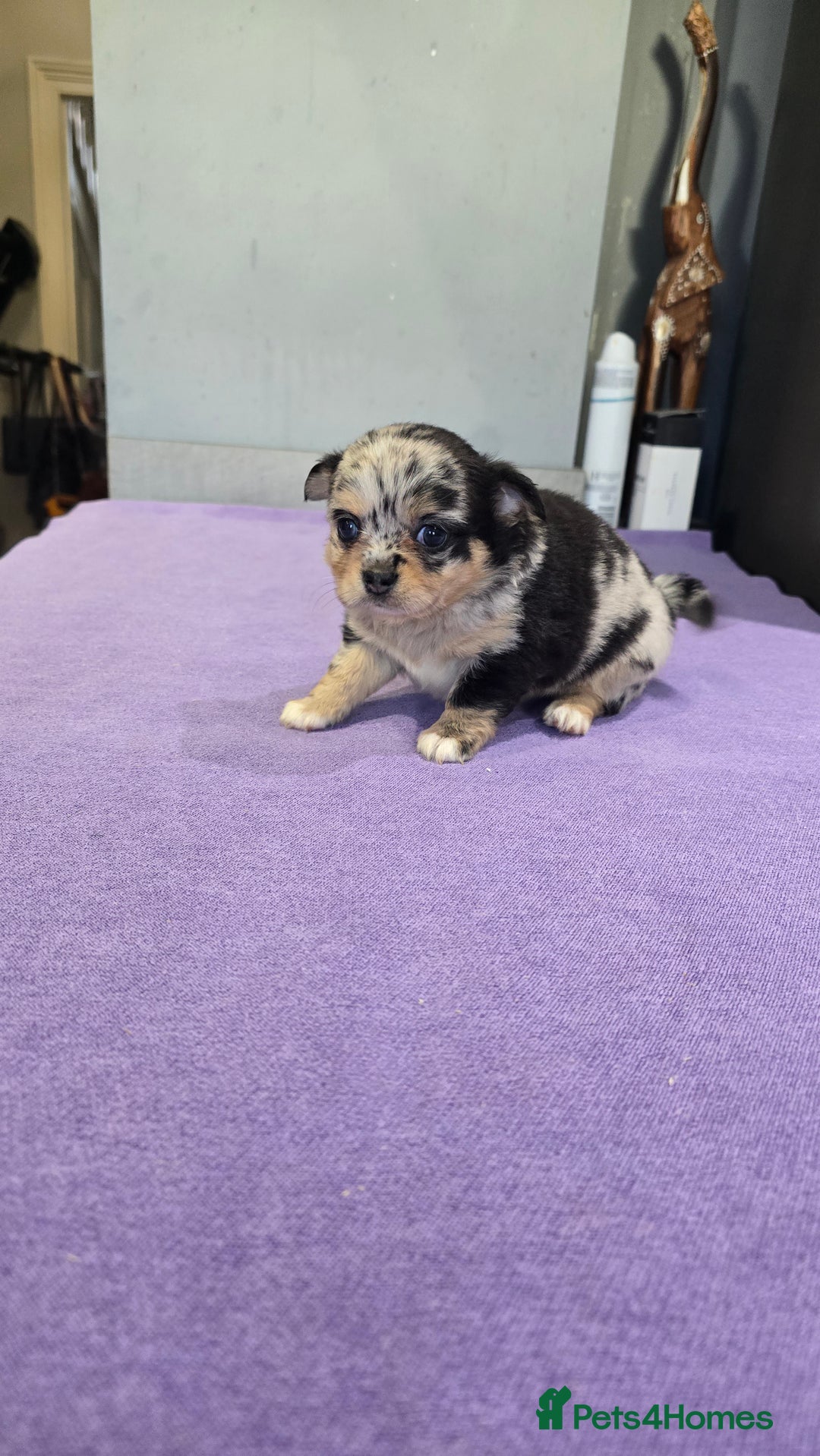 Chihuahua dogs for sale: Chihuahua puppies Russian ancestry with perfect bo - Advert 25