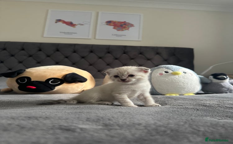 Scottish Fold cats - Advert 1