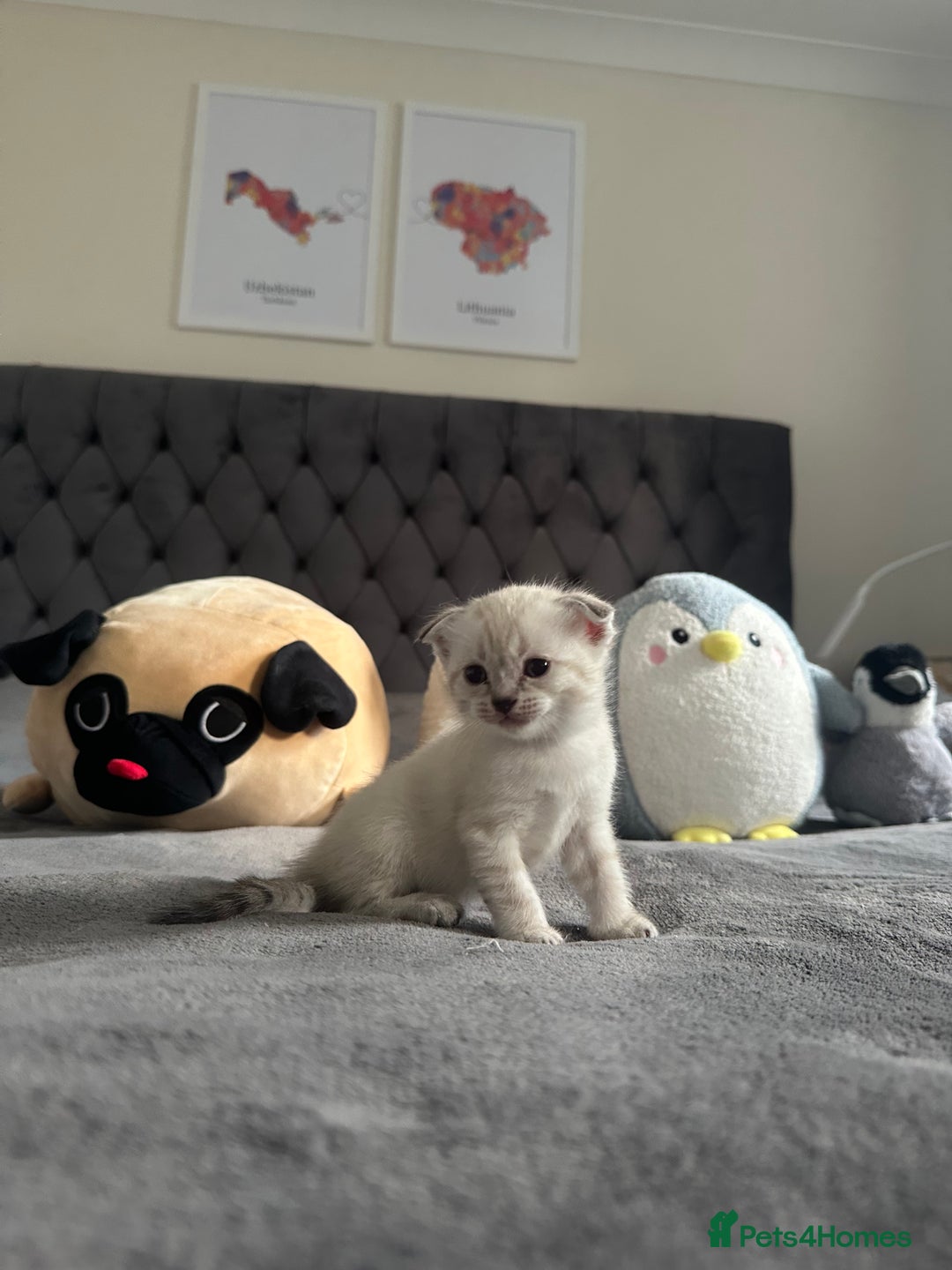 Scottish Fold cats for sale: Adorable playful scottish fold kittens  - Image 17