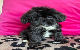 Cockapoo dogs for sale: Toy cockapoo puppy  - Image 2