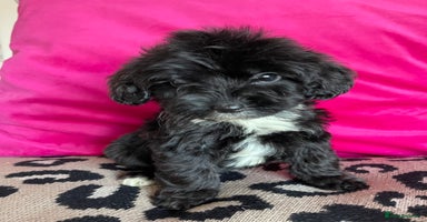 Cockapoo dogs - Advert 3