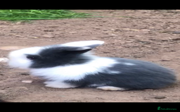 Mini Lion Lop rabbits for sale: Unique Bunnies  - Image 2