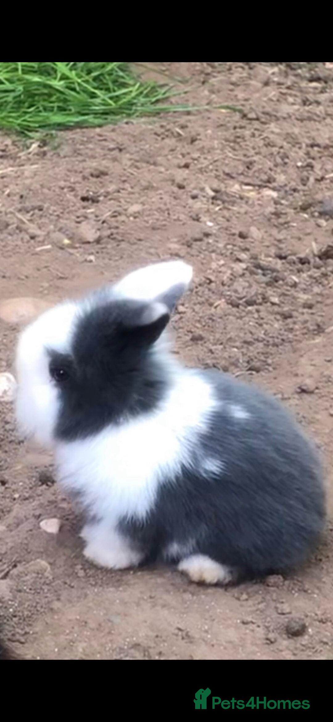 Mini Lion Lop rabbits for sale: Unique Bunnies  - Image 2