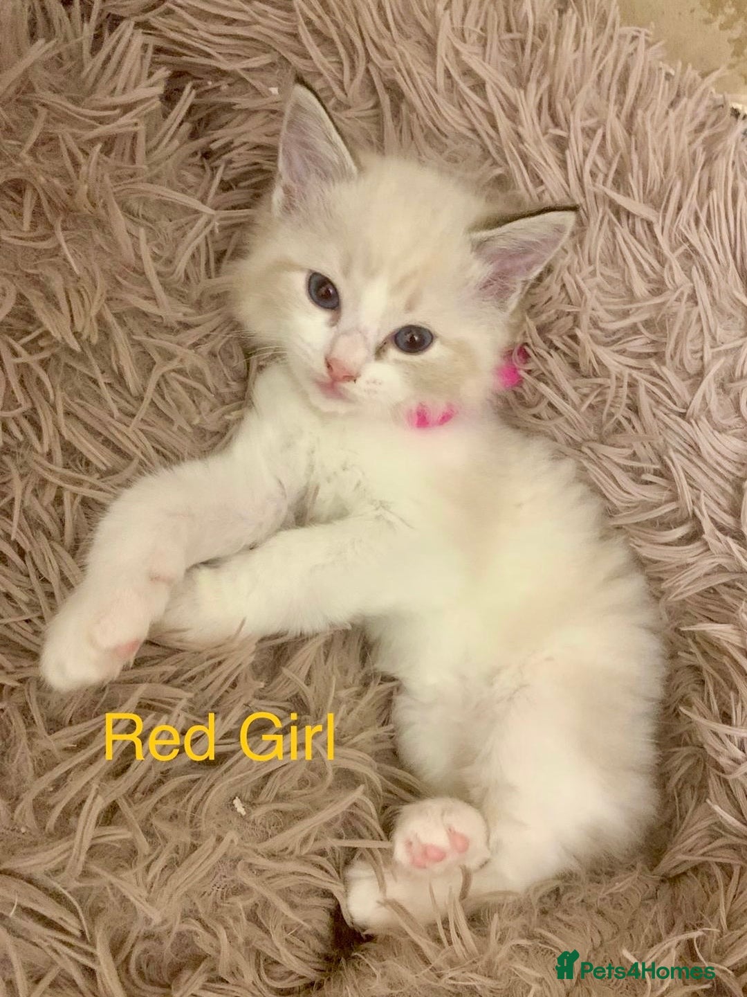 Ragdoll cats for sale: ❗️Charming Pure Ragdoll Kittens waiting love ❤️❗️ - Advert 9