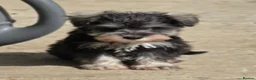 Miniature Schnauzer dogs for sale: Miniature schnauzer puppies - Advert 4