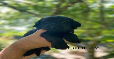 Labradoodle dogs - Advert 5