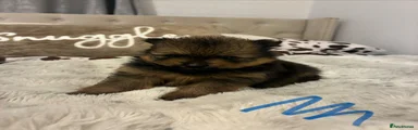 Pomeranian 1