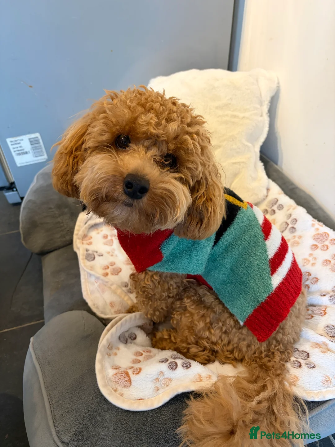 Mixed Breed dogs for sale: 5 Beautiful Poochon Puppies For Sale - Advert 8