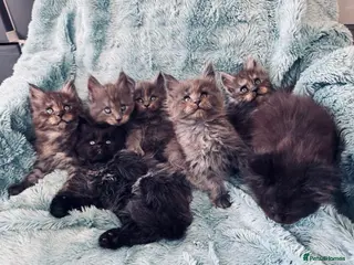 Maine Coon cats for sale: Beautiful large Maine Coon Kittens - Advert 2