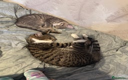 Mixed Breed cats for sale: Elsa and Arlo - Image 1