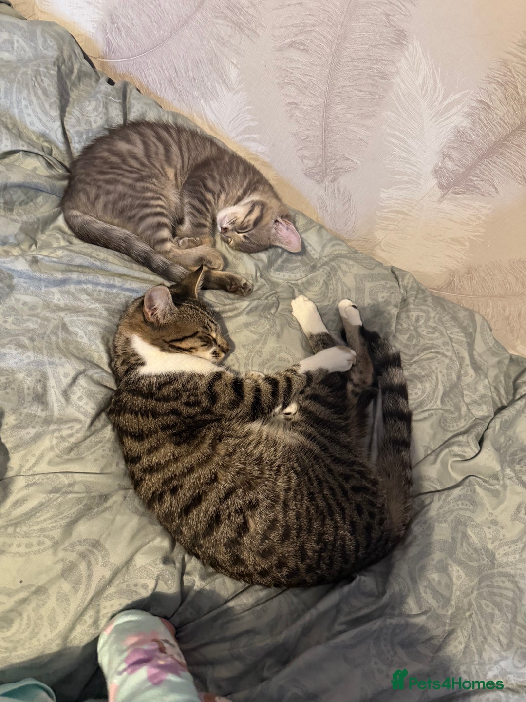 Mixed Breed cats for sale: Elsa and Arlo - Image 1