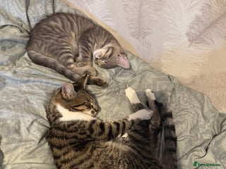 Mixed Breed cats - Advert 1