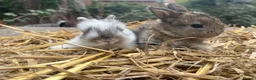 Mixed Breed rabbits for sale: Baby rabbits  - Advert 2