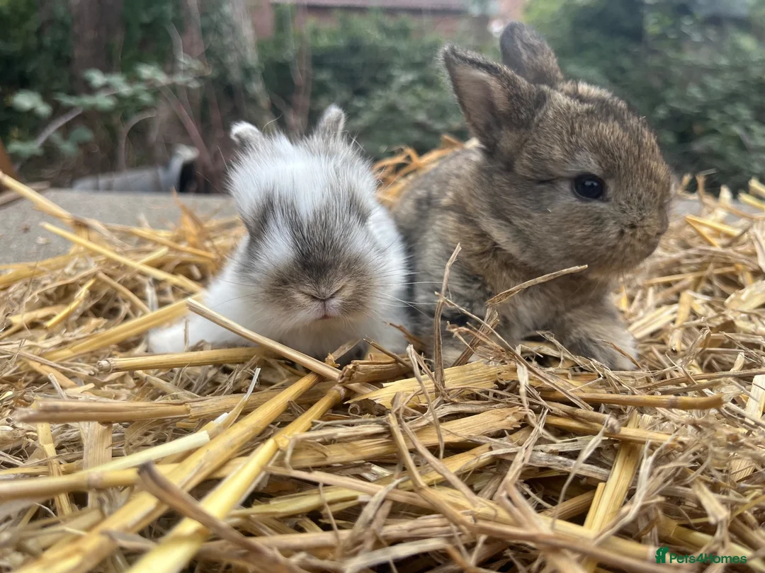Mixed Breed rabbits for sale: Baby rabbits  - Advert 2