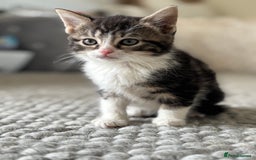 Persian cats for sale: Persian Russian doll x kittens  - Image 4