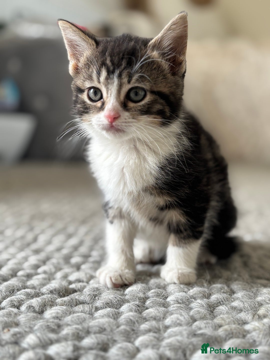 Persian cats for sale: Persian Russian doll x kittens  - Image 4