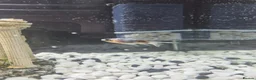 Fancy Goldfish fish for sale: 2 Fancy Goldfish in Wolverhampton - Advert 7