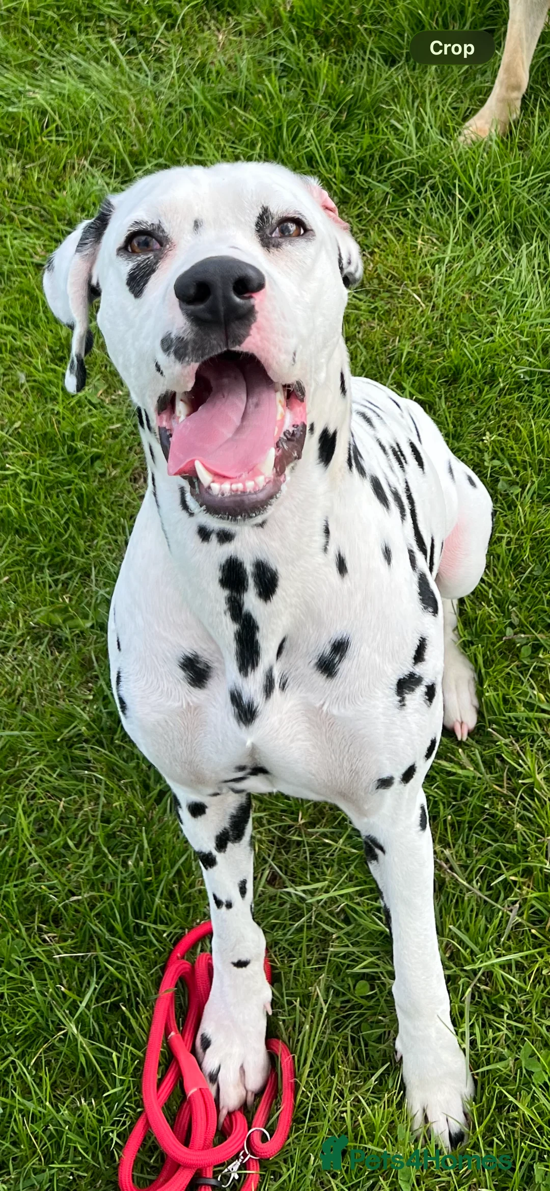 Dalmatian dogs for stud: Dalmatian for STUD  - Advert 2