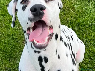 Dalmatian dogs Dalmatian for STUD in Berwick-upon-Tweed - Advert 5