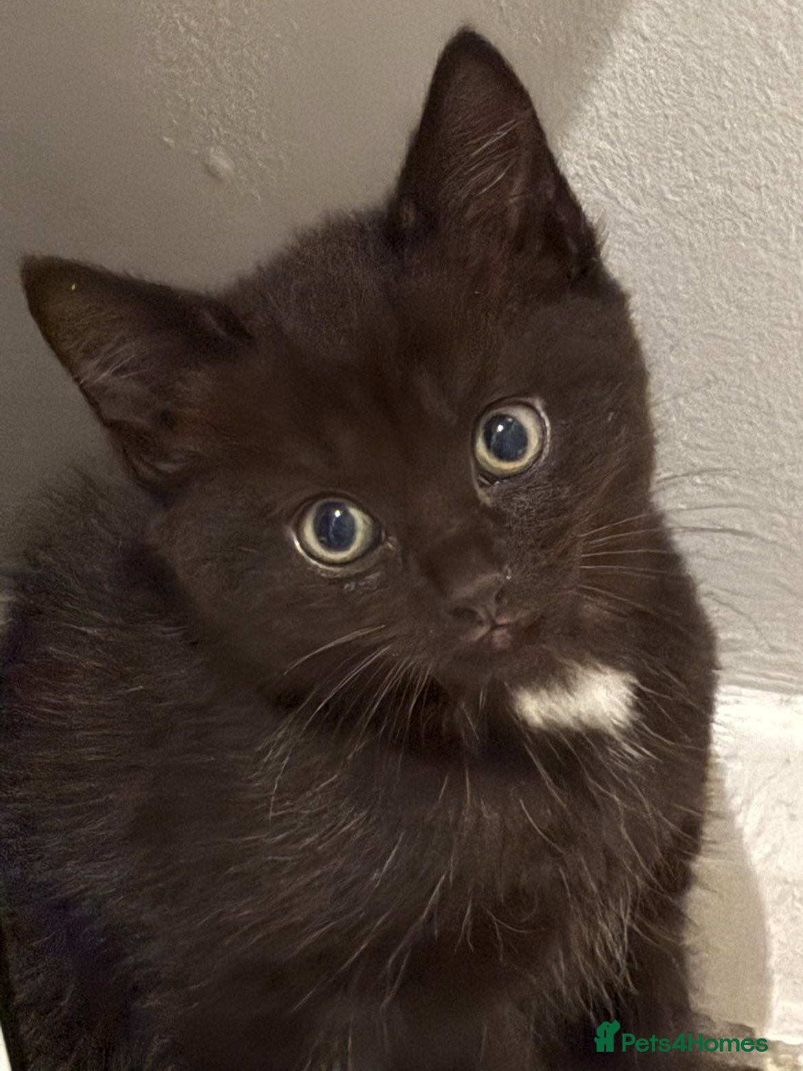 Mixed Breed cats Kittens - Advert 1