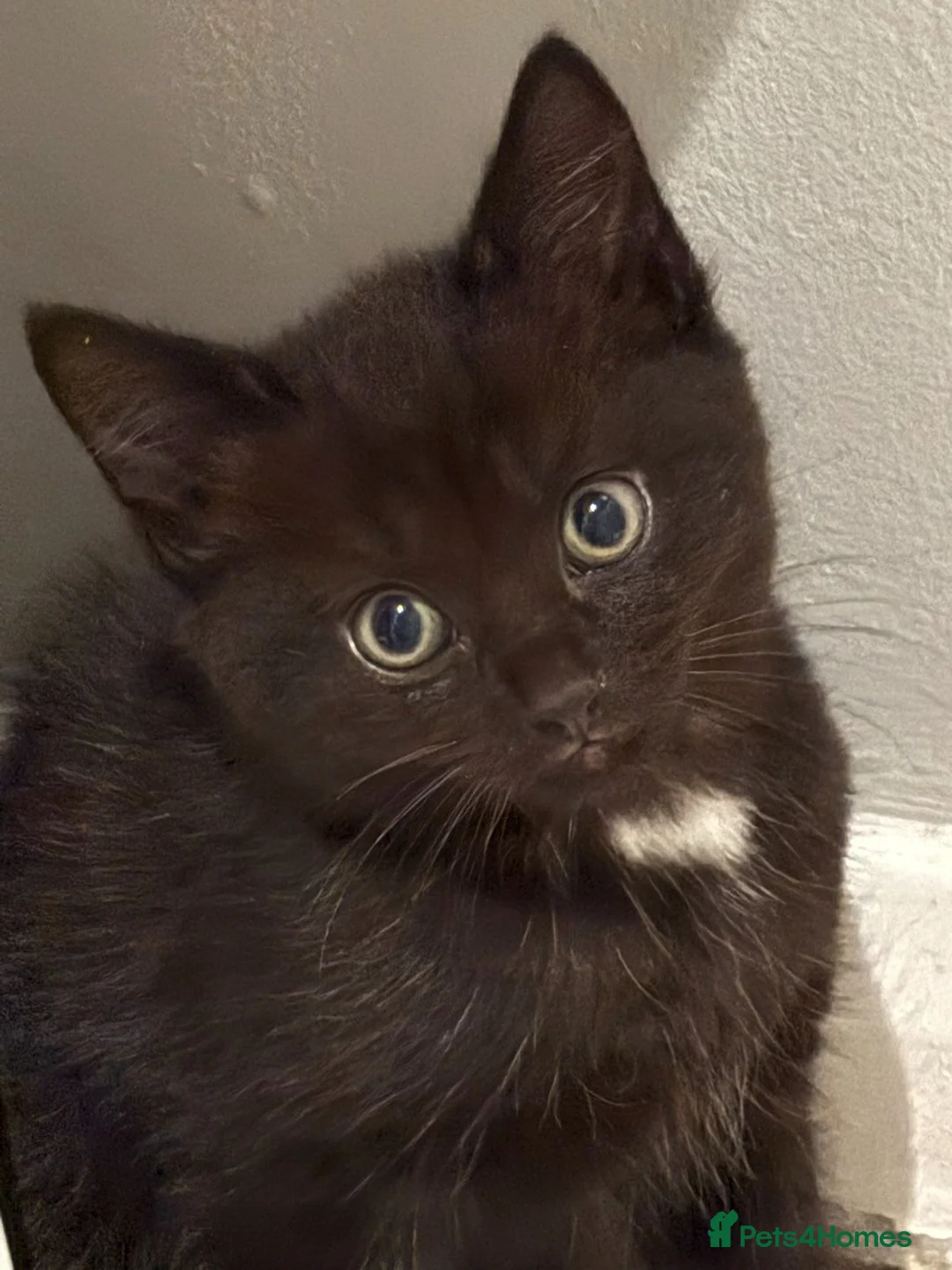 Mixed Breed cats for sale: Kittens - Advert 1