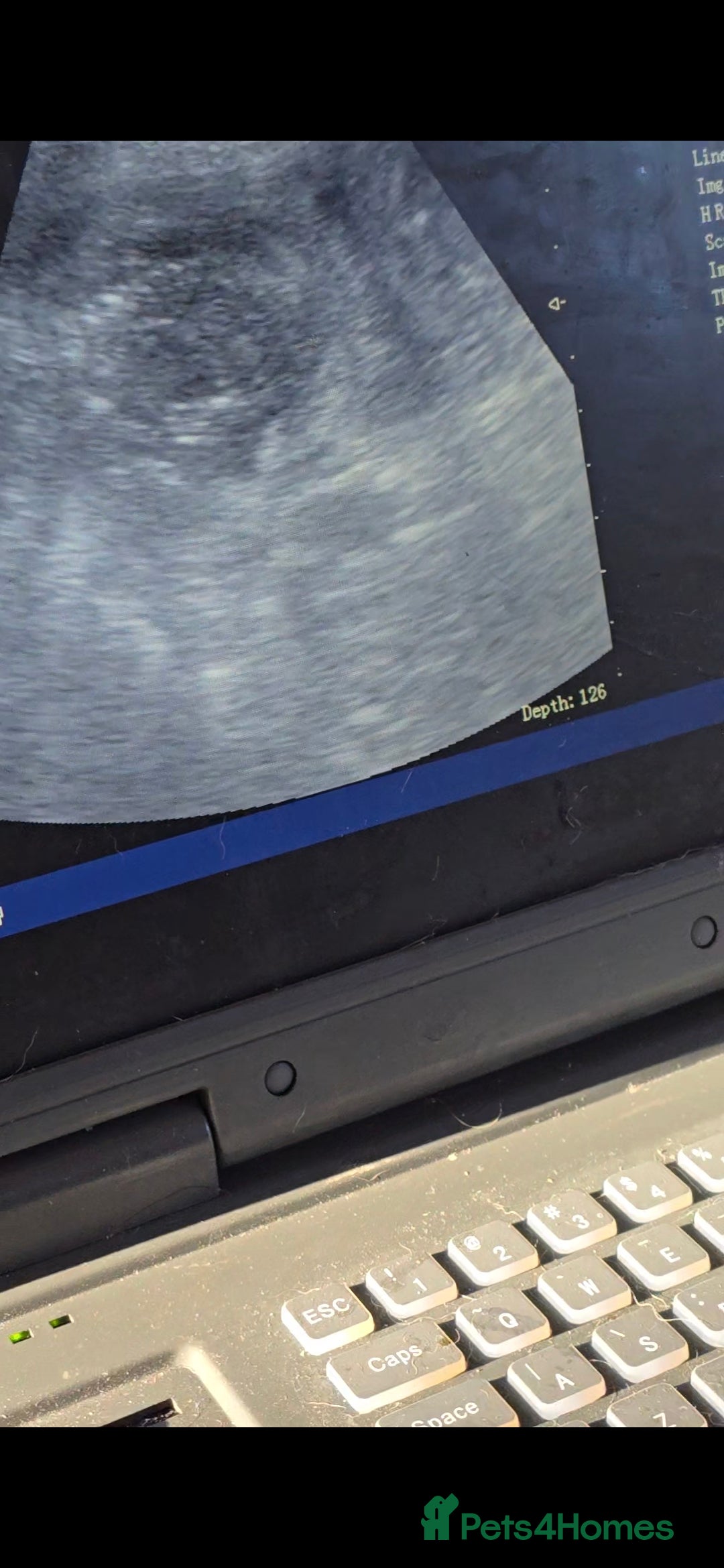 English Springer Spaniel dogs for sale:  Health tested Springer Spaniel puppiespuppies - Advert 10