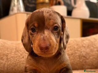 Miniature Dachshund dogs - Advert 3