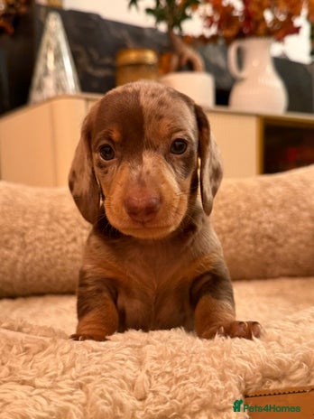 Miniature Dachshund dogs - Advert 2