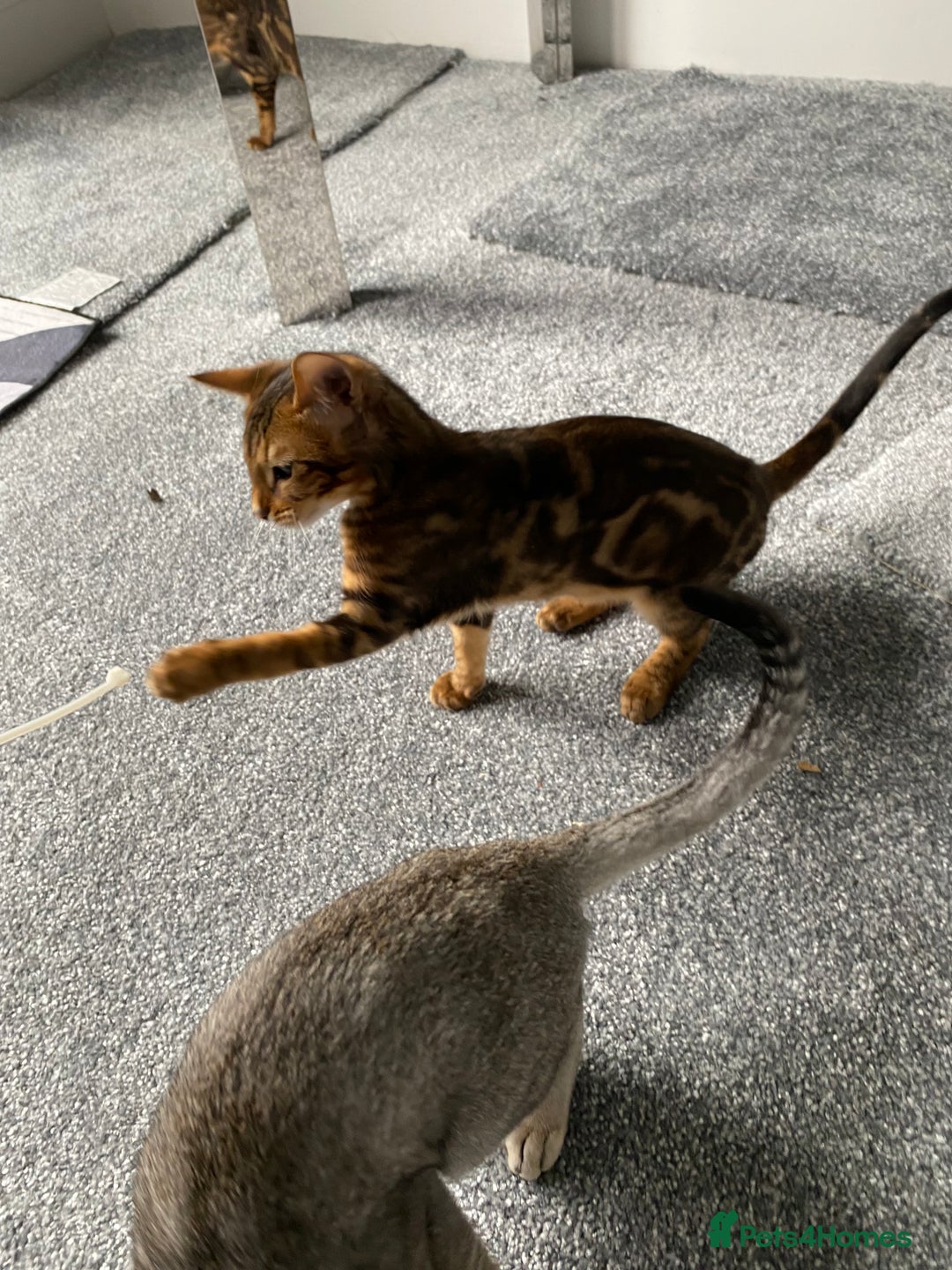 Savannah cats for sale: Savannah cross - Image 7