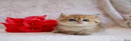 British Shorthair cats for sale: British shorthair available 🦁 - Advert 25